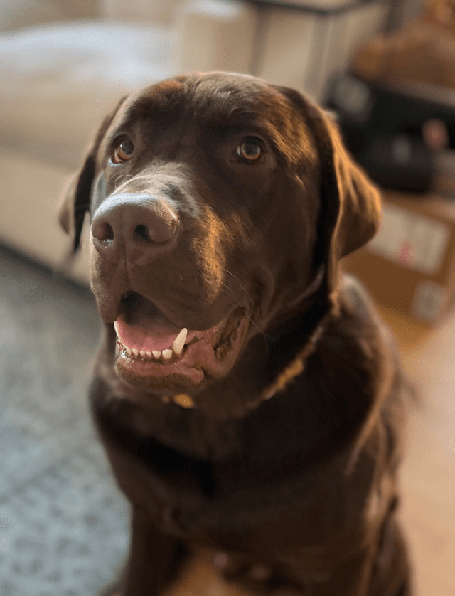 About Page - Our Team Section, Charlie's Photo